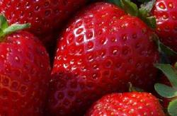 Strawberry Pulp Manufacturer Supplier Wholesale Exporter Importer Buyer Trader Retailer in Hyderabad Andhra Pradesh India